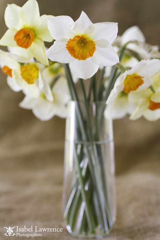 isabellawrence_0083_daffodils